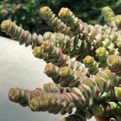 Crassula rupestris subsp. marnieriana 'Contorta'