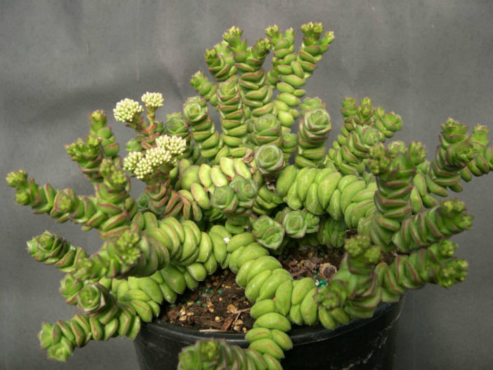 Crassula rupestris subsp. marnieriana 'Contorta'