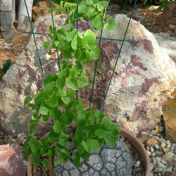 Dioscorea elephantipes (Elephant's Foot)