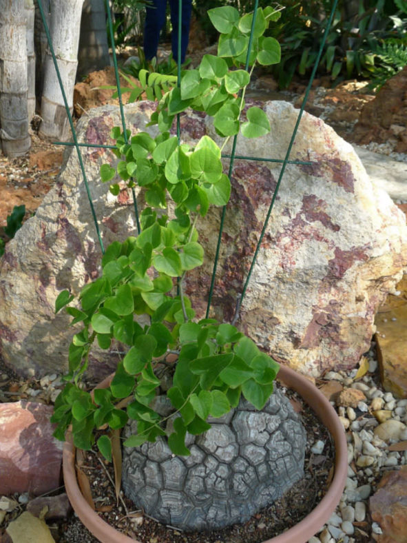 Dioscorea elephantipes (Elephant's Foot)