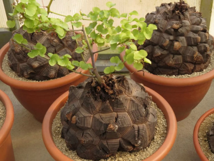 Dioscorea elephantipes (Elephant's Foot)