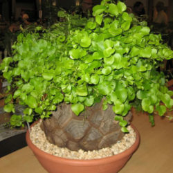 Dioscorea elephantipes (Elephant's Foot)