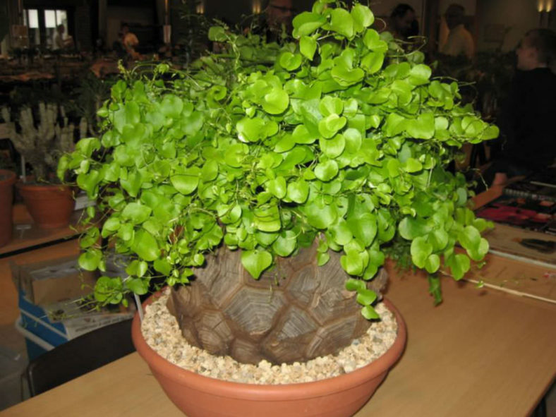 Dioscorea elephantipes (Elephant's Foot)