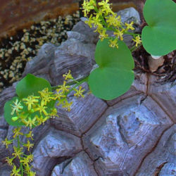 Dioscorea elephantipes (Elephant's Foot)