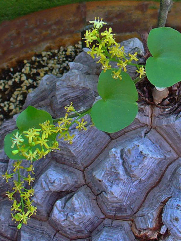Dioscorea elephantipes (Elephant's Foot)