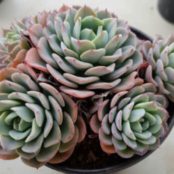 Echeveria 'Atlantis' aka Echeveria 'Peaches and Cream'