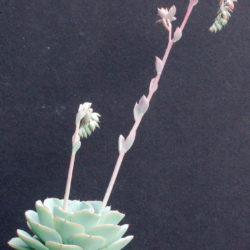 Echeveria 'Atlantis' aka Echeveria 'Peaches and Cream'