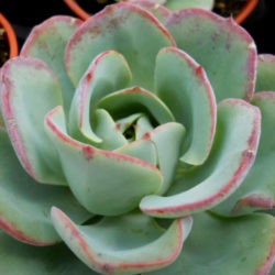 Echeveria 'Atlantis' aka Echeveria 'Peaches and Cream'