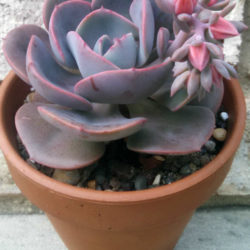 Echeveria 'Dusty Rose'