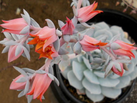 Echeveria 'Encantada' - World of Succulents