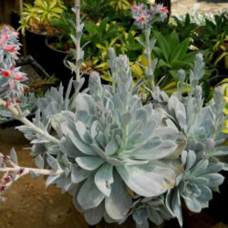 Echeveria 'Encantada'