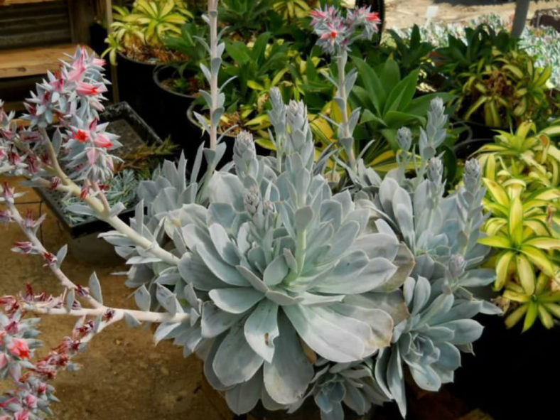 Echeveria 'Encantada'