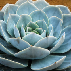 Echeveria 'Encantada'