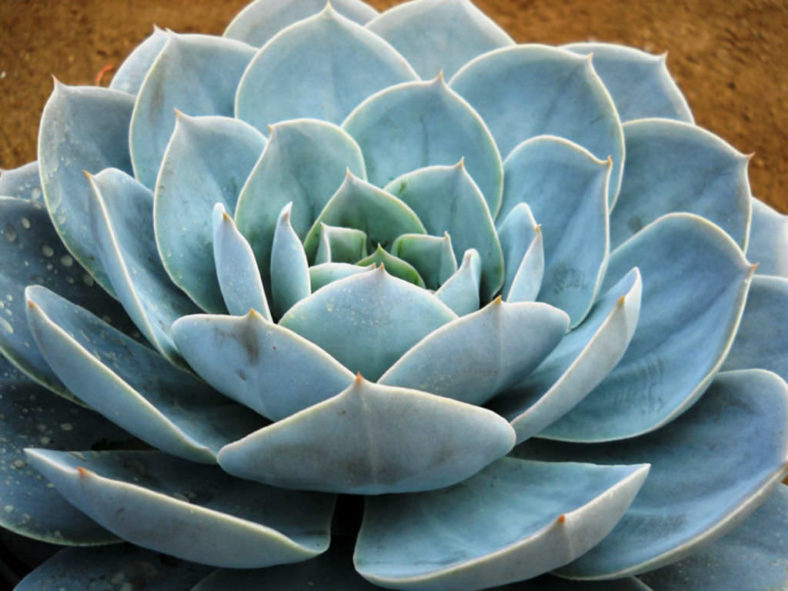 Echeveria 'Encantada'