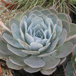 Echeveria 'Encantada'