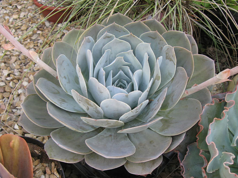 Echeveria 'Encantada'