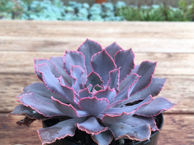 Echeveria shaviana 'Pink Frills' (Pink Frills Echerveria)