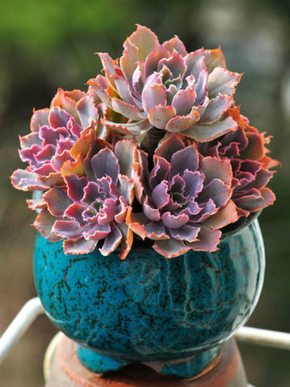Echeveria shaviana 'Pink Frills' (Pink Frills Echerveria)