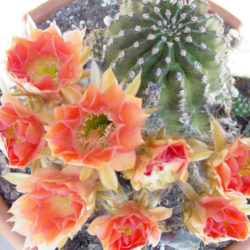 Echinopsis 'Red Paramount'