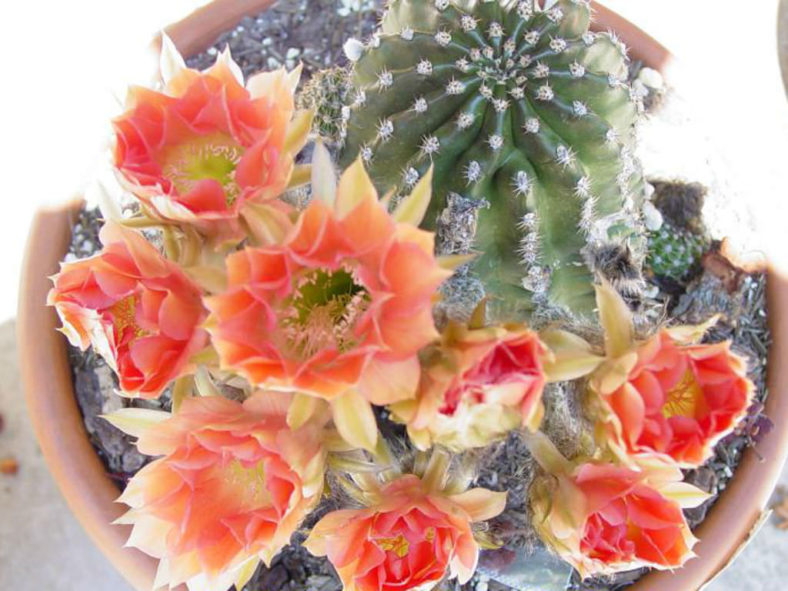Echinopsis 'Red Paramount'