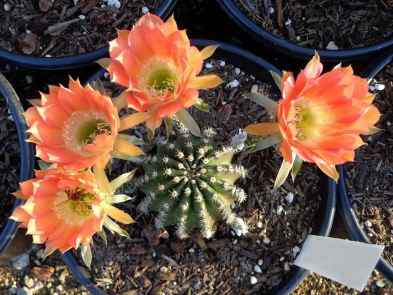Echinopsis 'Red Paramount'