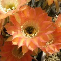 Echinopsis 'Red Paramount'