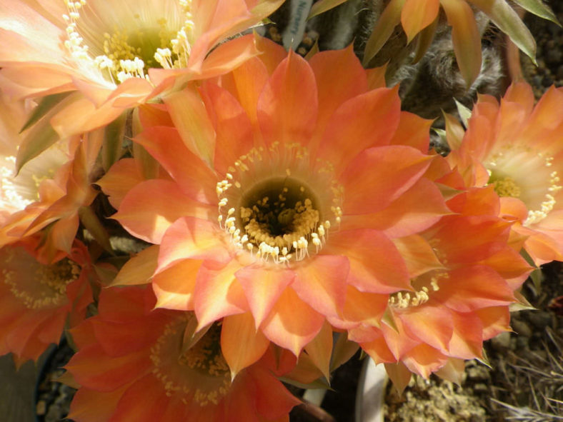 Echinopsis 'Red Paramount'