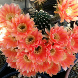 Echinopsis 'Red Paramount'