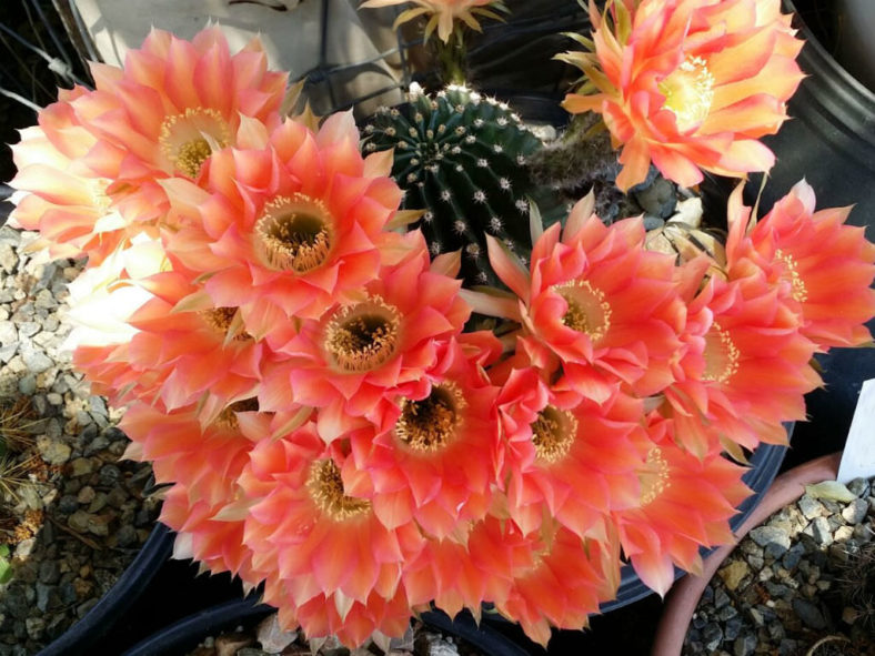 Echinopsis 'Red Paramount'