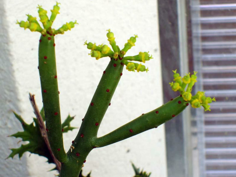 Euphorbia alluaudii (Cat Tails Euphorbia)
