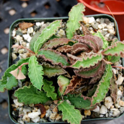 Euphorbia decaryi