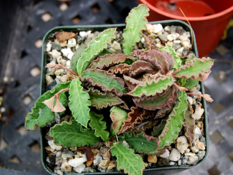 Euphorbia decaryi