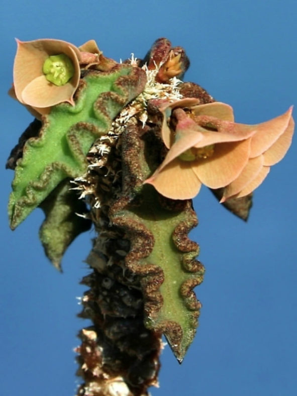 Euphorbia decaryi