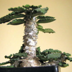 Euphorbia decaryi