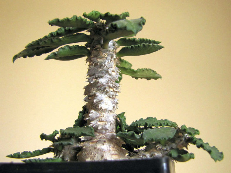 Euphorbia decaryi