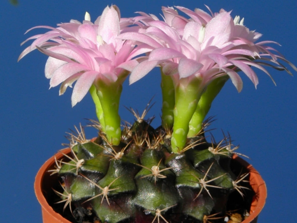 cristata flowering cactus plants Home Decoration Details about   Gymnocalycium anisitii var 