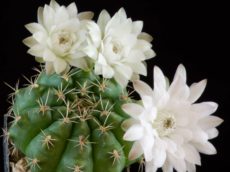 Gymnocalycium anisitsii