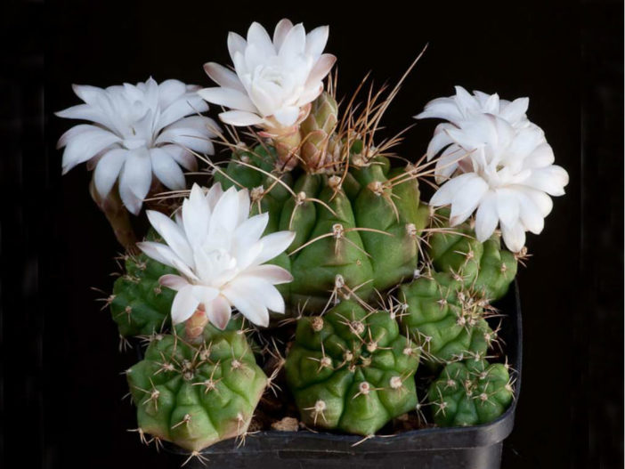 Gymnocalycium anisitsii