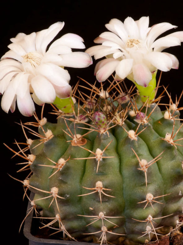 Gymnocalycium anisitsii