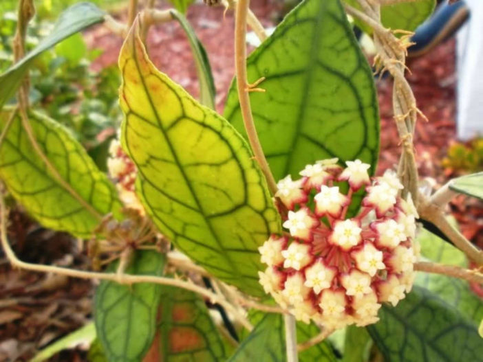 Hoya finlaysonii (Wax Plant)