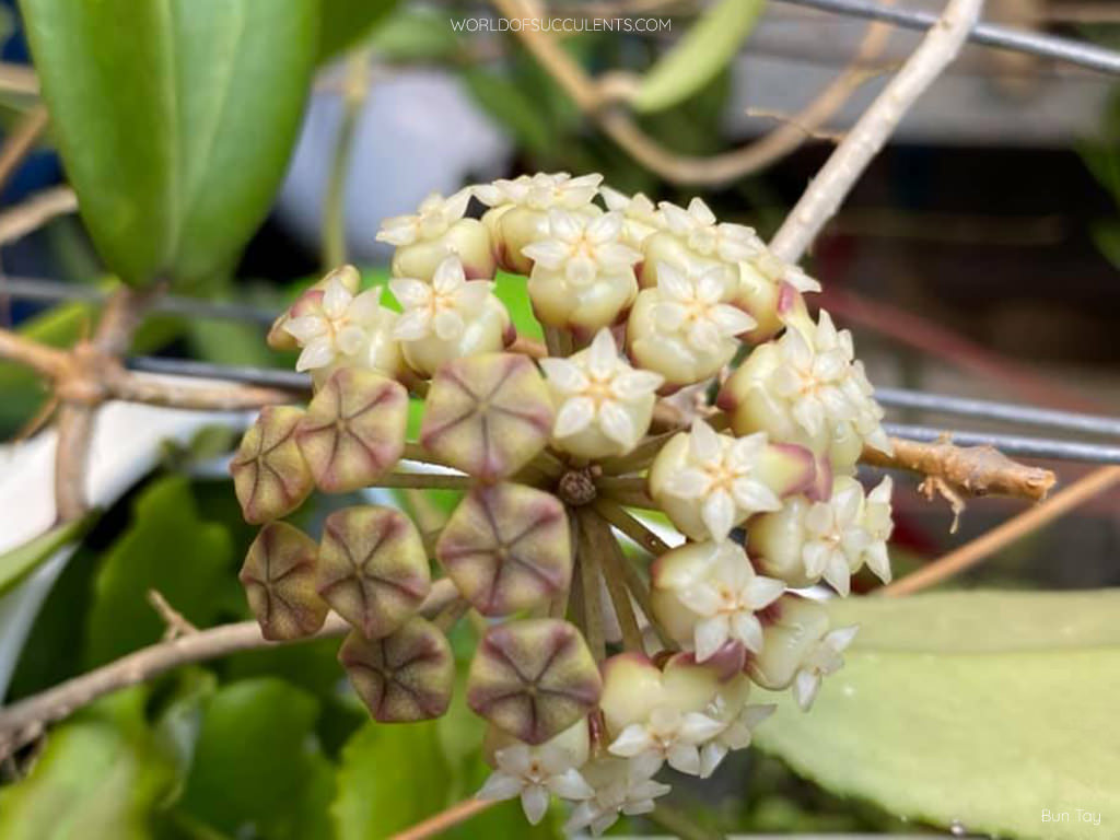 Hoya finlaysonii (Wax Plant) - World of Succulents