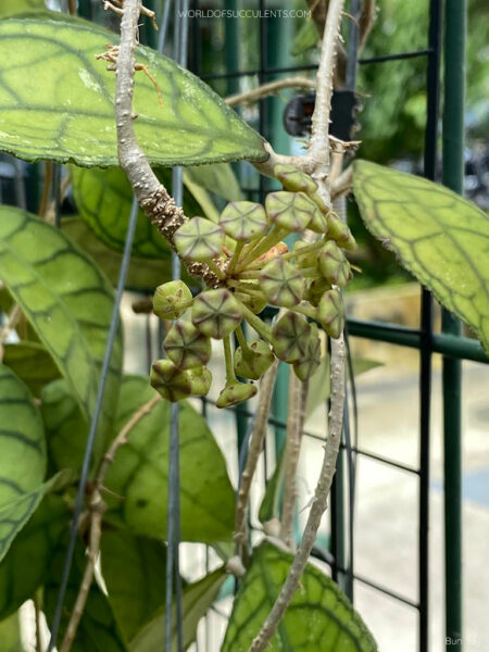 Hoya finlaysonii (Wax Plant) - World of Succulents