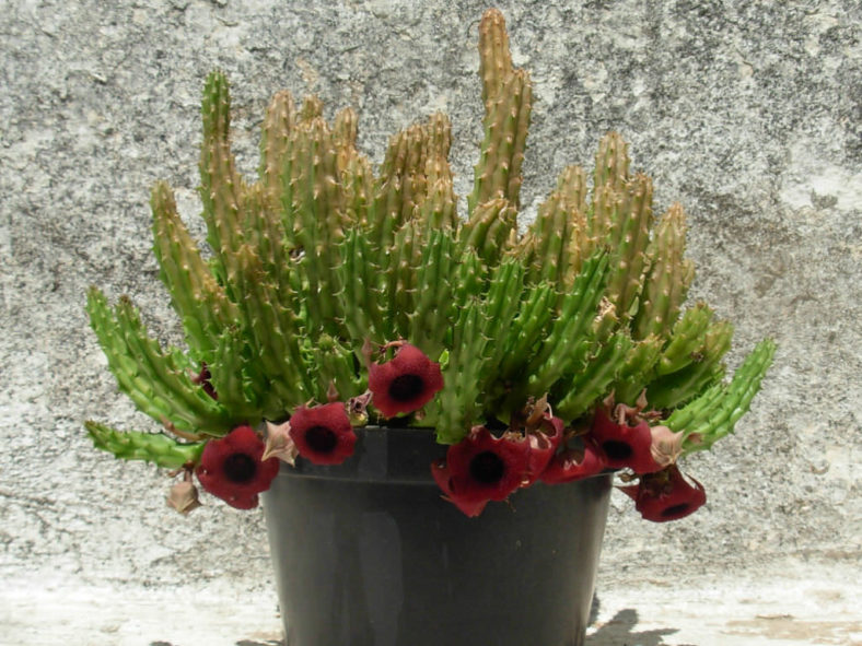 Huernia schneideriana (Red Dragon Flower)