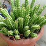 Huernia schneideriana (Rote Drachenblume)