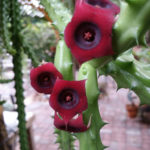 Huernia schneideriana (Punainen lohikäärmeen kukka)