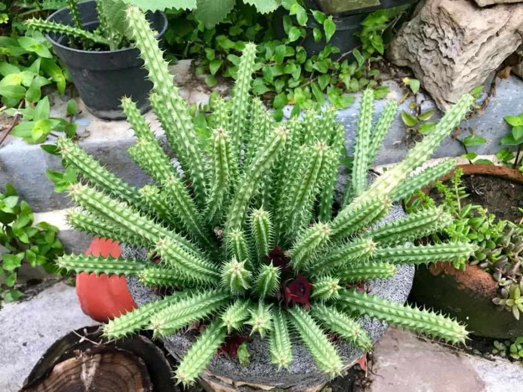 Huernia schneideriana (Red Dragon Flower) - World of Succulents