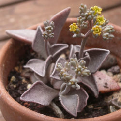 Lenophyllum guttatum (Sharpleaf Lenophyllum)