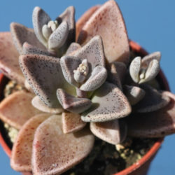 Lenophyllum guttatum (Sharpleaf Lenophyllum)