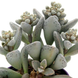 Lenophyllum guttatum (Sharpleaf Lenophyllum)