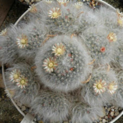 Mammillaria bocasana 'Multilanata' (Powder Puff Cactus)